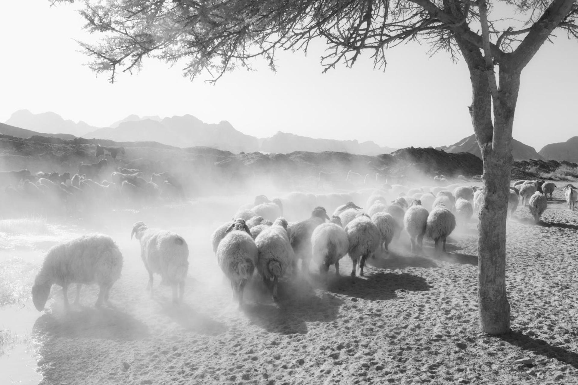 Wadi Rum Camp & Jeep Tour Eksteriør billede