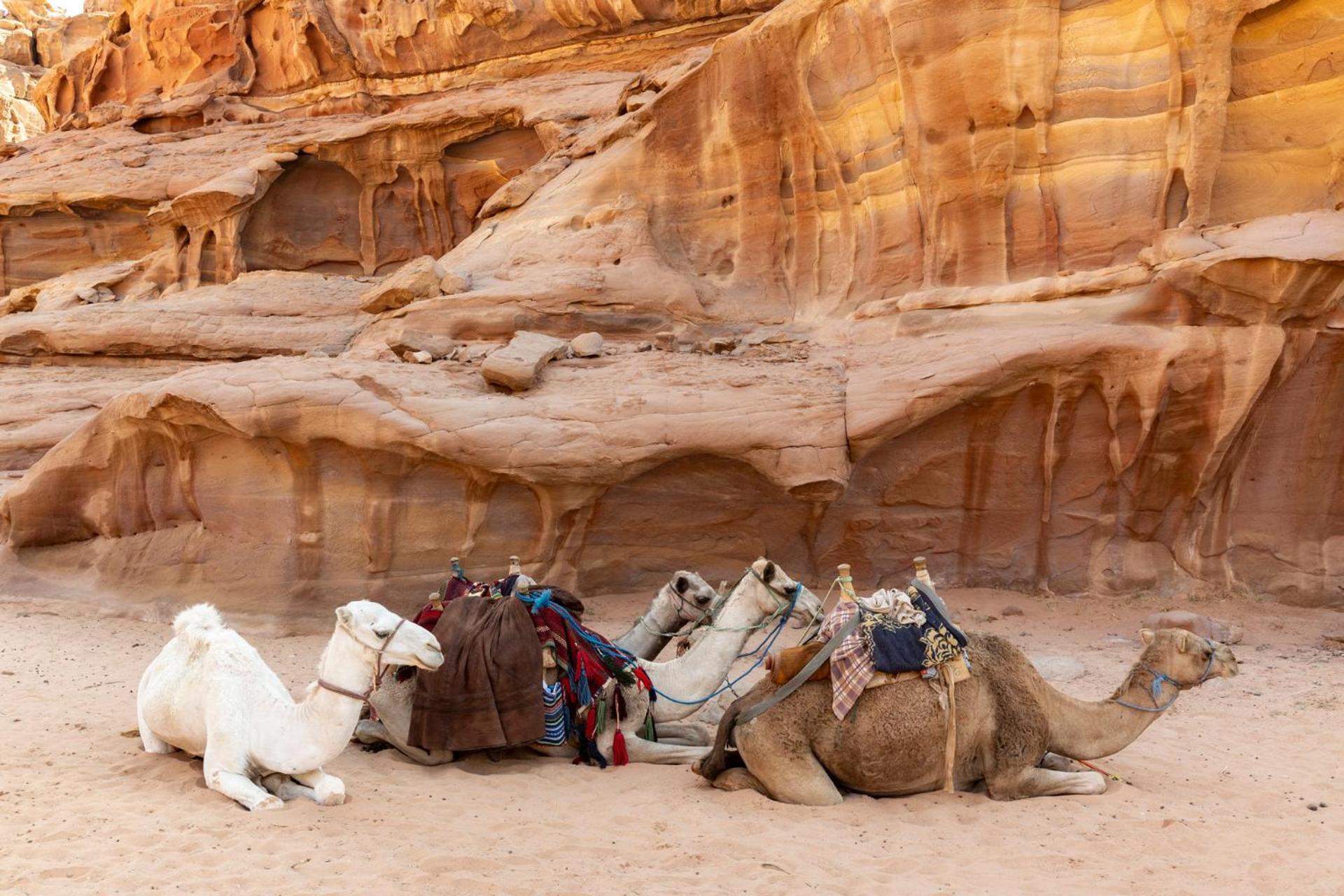 Wadi Rum Camp & Jeep Tour Eksteriør billede